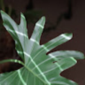 Meet your Posher, Nelson